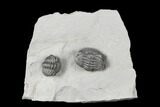 Pair Of Enrolled Eldredgeops Trilobites - New York #132437-1